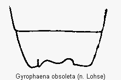 gyrophaena_obsoleta_terg.gif
