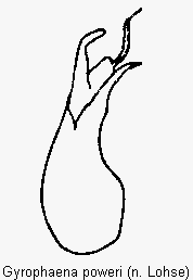 gyrophaena_poweri.gif