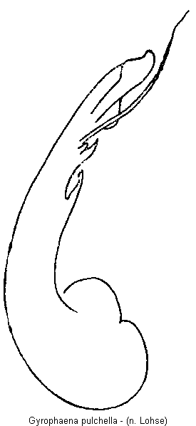 gyrophaena_pulchella.gif