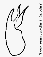 gyrophaena_rosskotheni.gif
