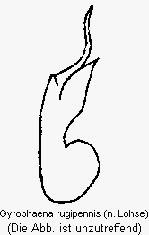 gyrophaena_rugipennis.gif