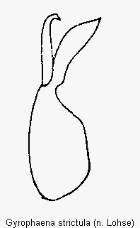 gyrophaena_strictula.gif