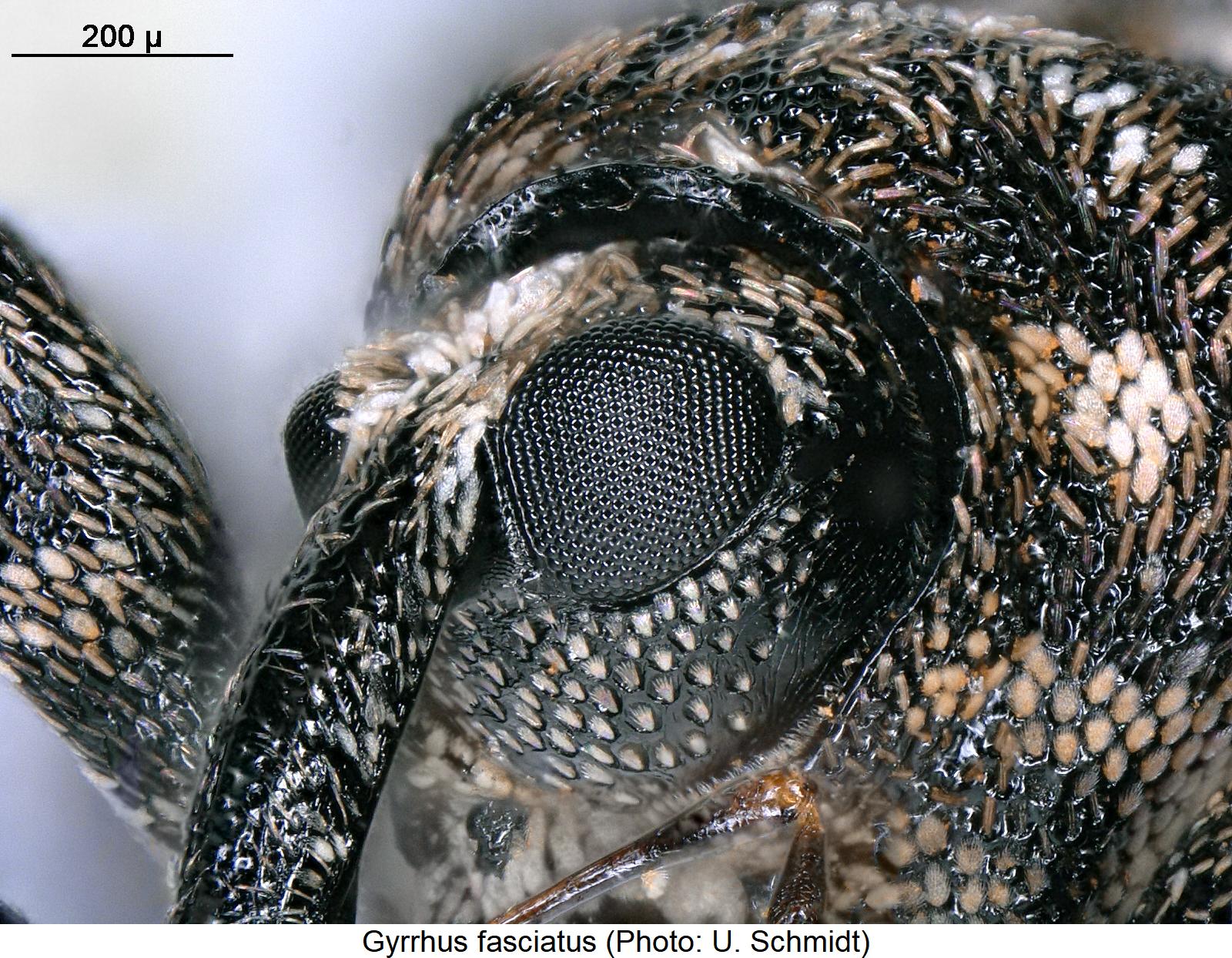 gyrrhus_fasciatus_k.jpg