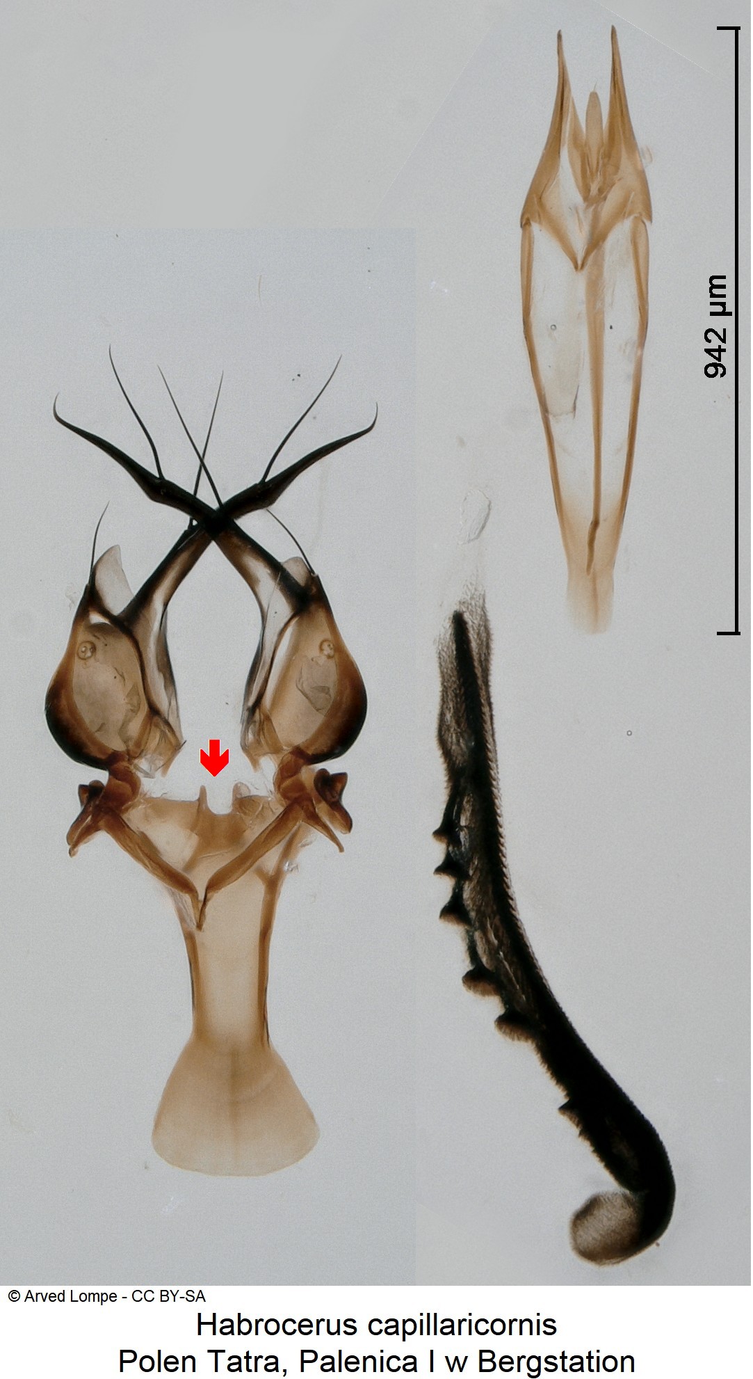 habrocerus_capillaricornis_ck34542033.jpg
