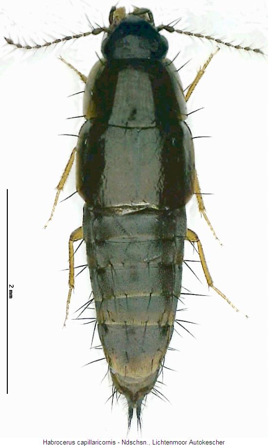 habrocerus_capillaricornis_hab.jpg