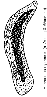 habrocerus_cyprensis.gif