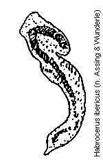 habrocerus_ibericus.gif