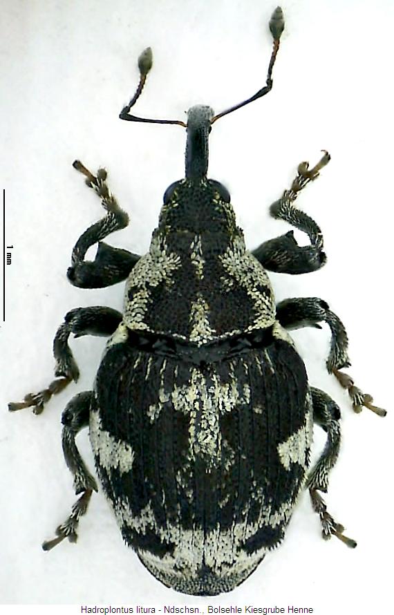 hadroplontus_litura_hab.jpg