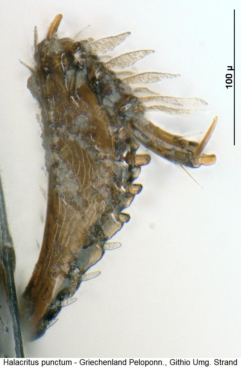 halacritus_punctum_vschn.jpg
