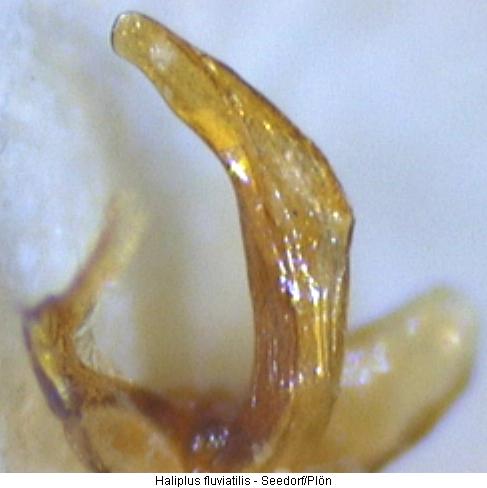 haliplus_fluviatilis.jpg