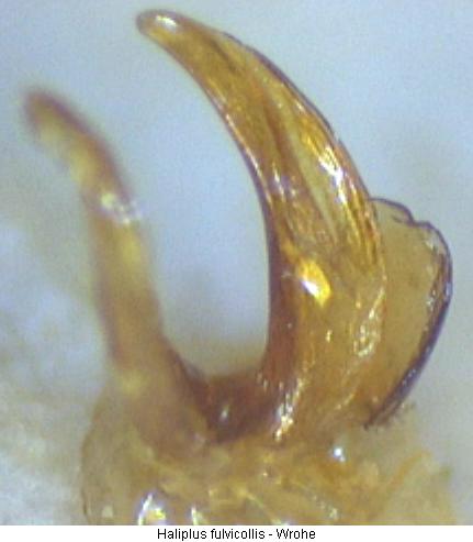 haliplus_fulvicollis.jpg