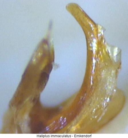 haliplus_immaculatus.jpg