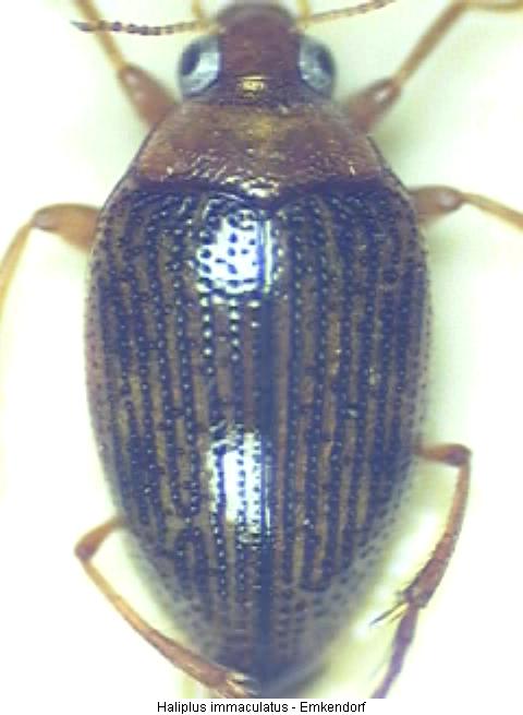 haliplus_immaculatus_hab.jpg