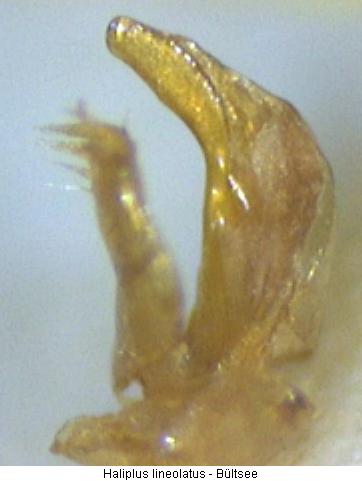 haliplus_lineolatus.jpg