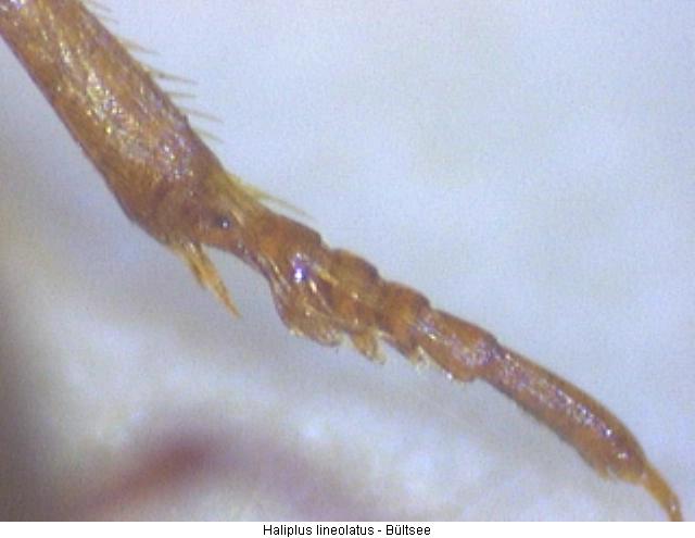 haliplus_lineolatus_mtr.jpg