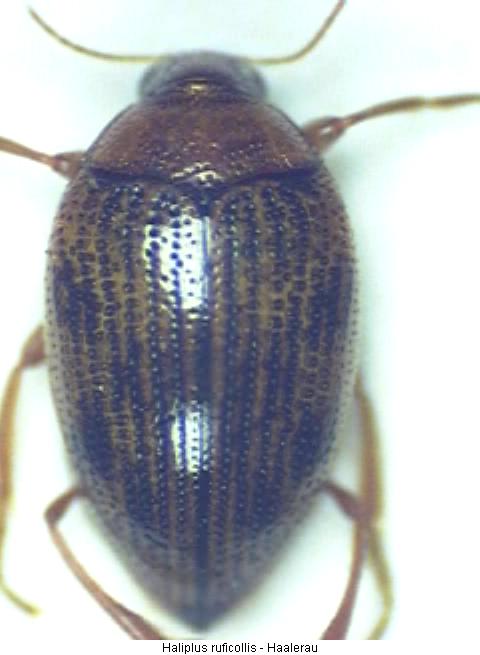 haliplus_ruficollis_hab.jpg