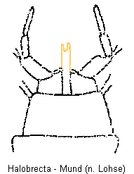 halobrecta_mund.gif