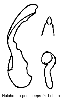 halobrecta_puncticeps.gif