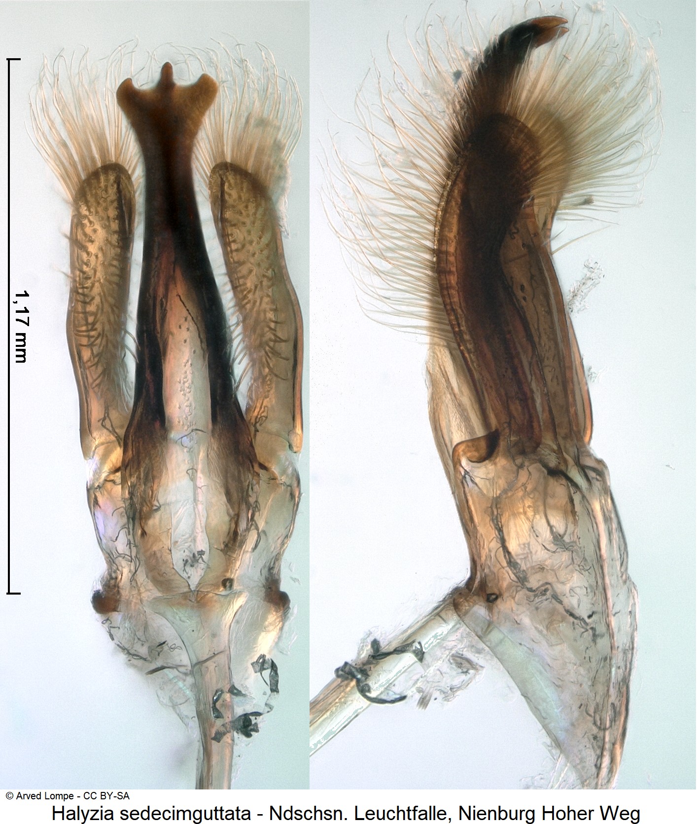 halyzia_sedecimguttata_ck33343243_pm.jpg