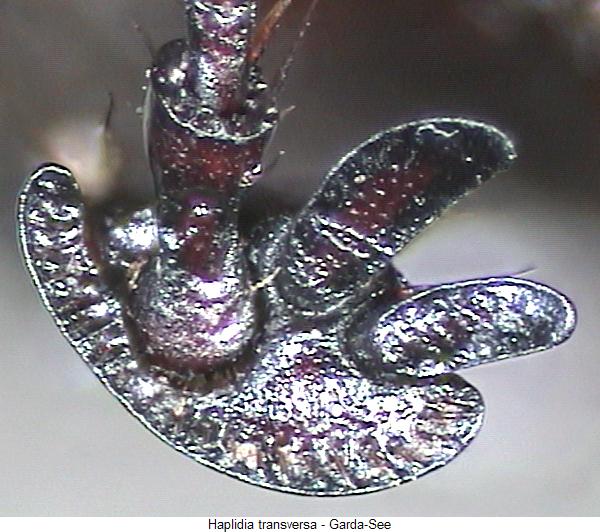 haplidia_transversa_hb.jpg