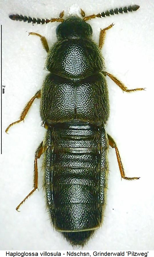 haploglossa_villosula_hab.jpg