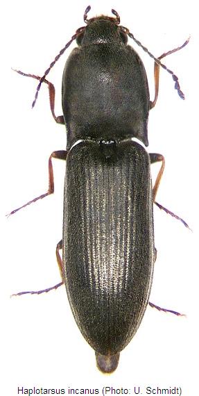 haplotarsus_incanus_hab.jpg