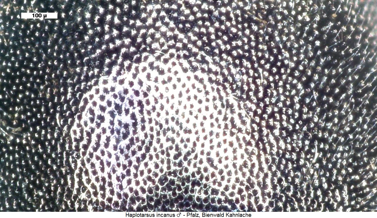 haplotarsus_incanus_hsch.jpg
