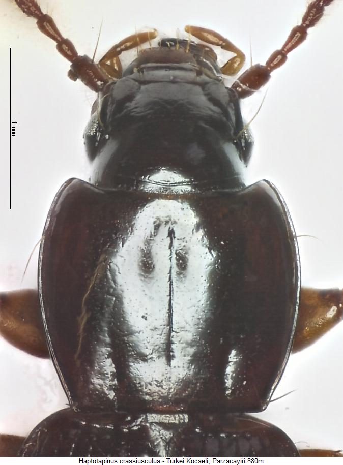 haptotapinus_crassiusculus_vk.jpg