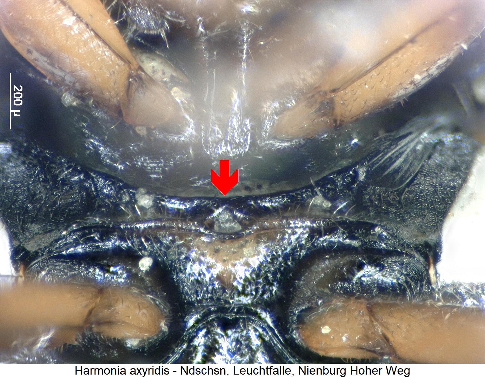 harmonia_axyridis_mbr.jpg