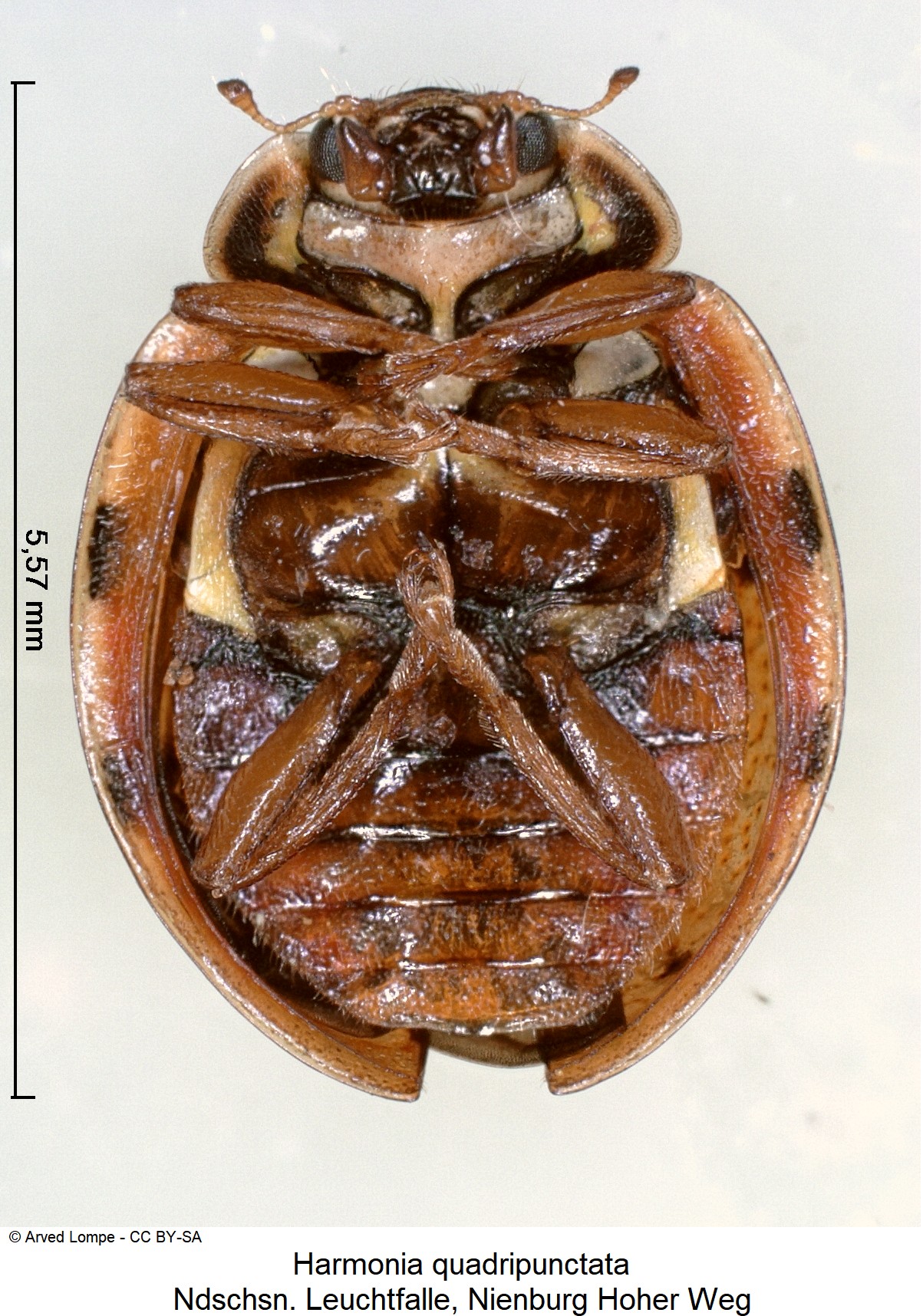 harmonia_quadripunctata_ck36523947_us.jpg