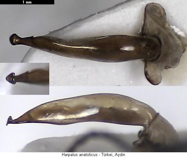 harpalus_anatolicus.jpg