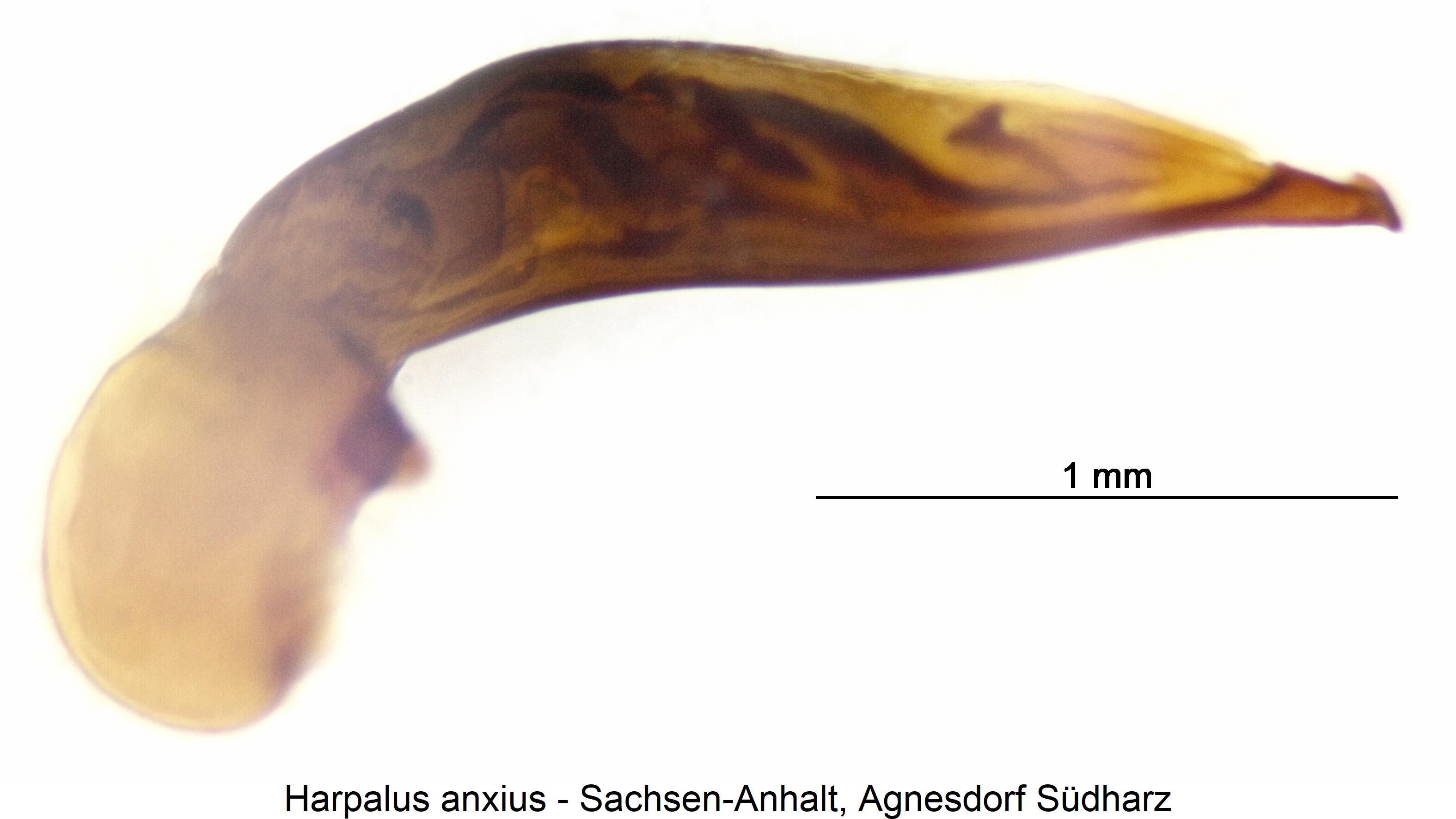 harpalus_anxius.jpg