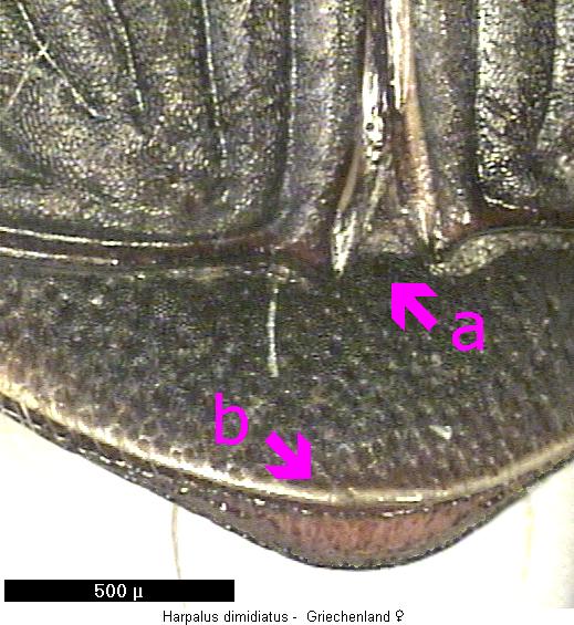 harpalus_dimidiatus_hlb.jpg