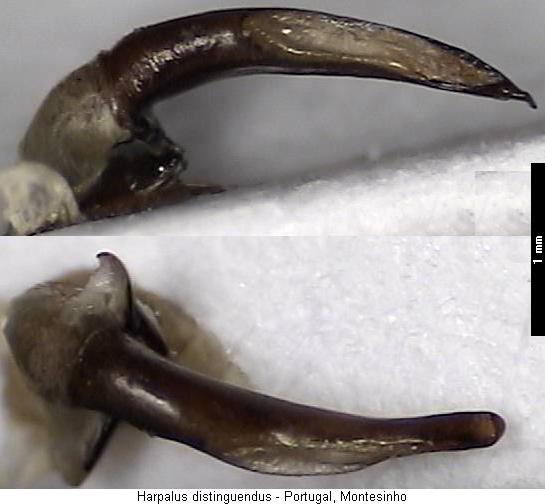 harpalus_distinguendus.jpg