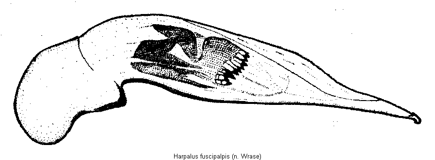 harpalus_fuscipalpis.gif