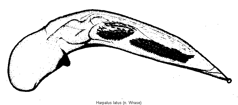 harpalus_latus.gif