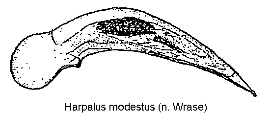 harpalus_modestus.gif