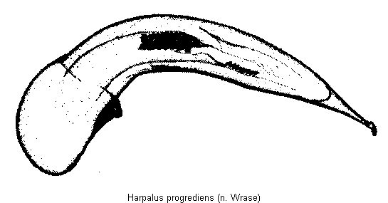 harpalus_progrediens.gif