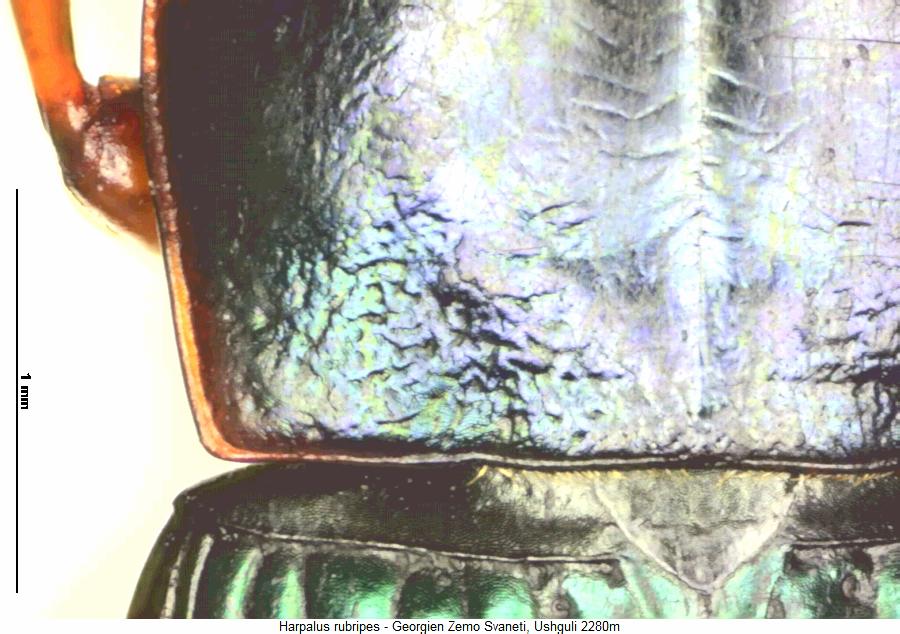 harpalus_rubripes_hsch2.jpg