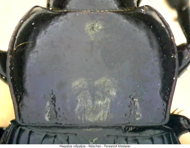 harpalus_rufipalpis_hsch3.jpg