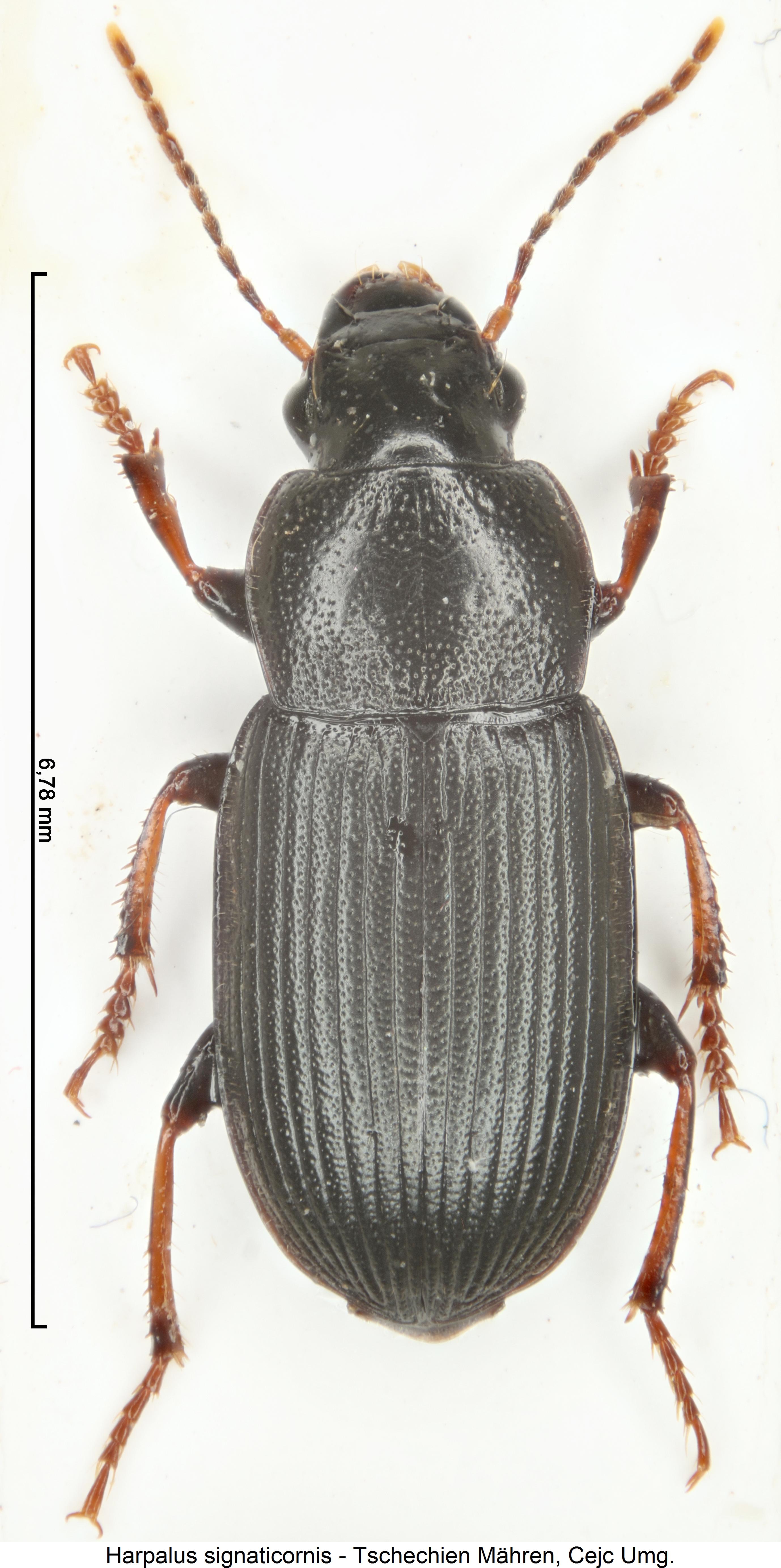 harpalus_signaticornis_hab.jpg