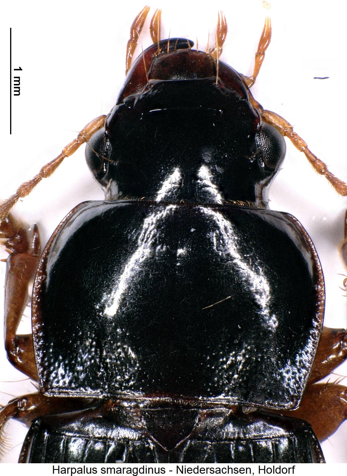 harpalus_smaragdinus_vk.jpg