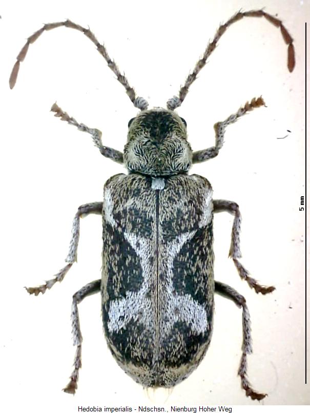 hedobia_imperialis_hab.jpg
