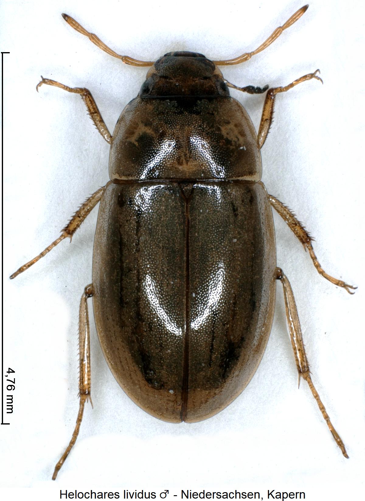 helochares_lividus_m_hab.jpg