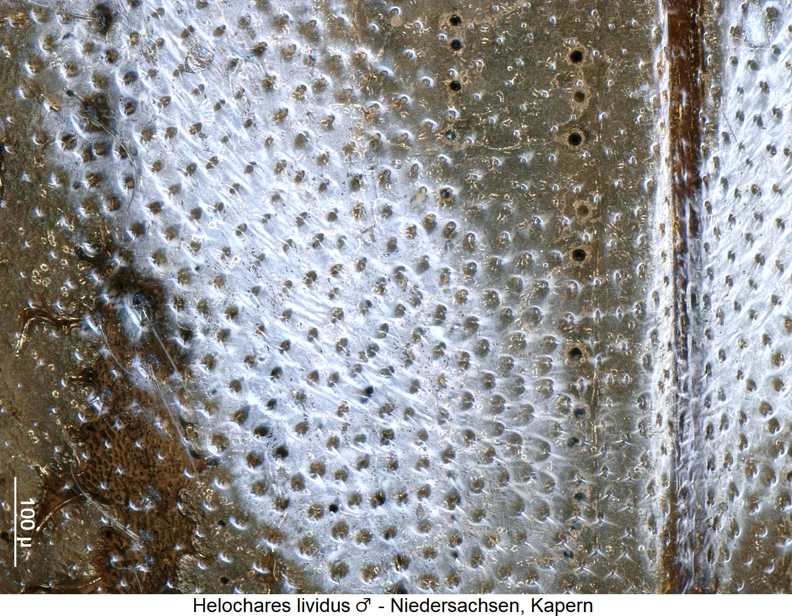 helochares_lividus_m_ms.jpg