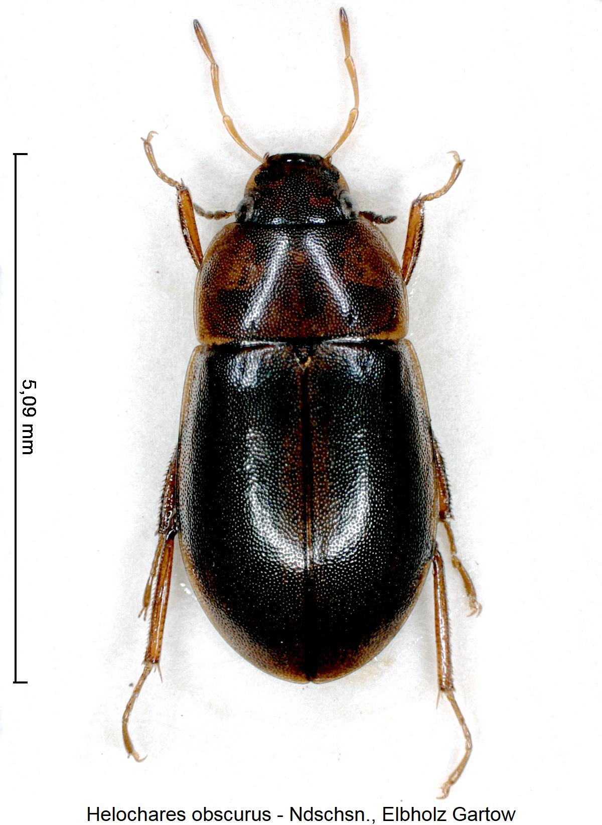 helochares_obscurus_hab.jpg
