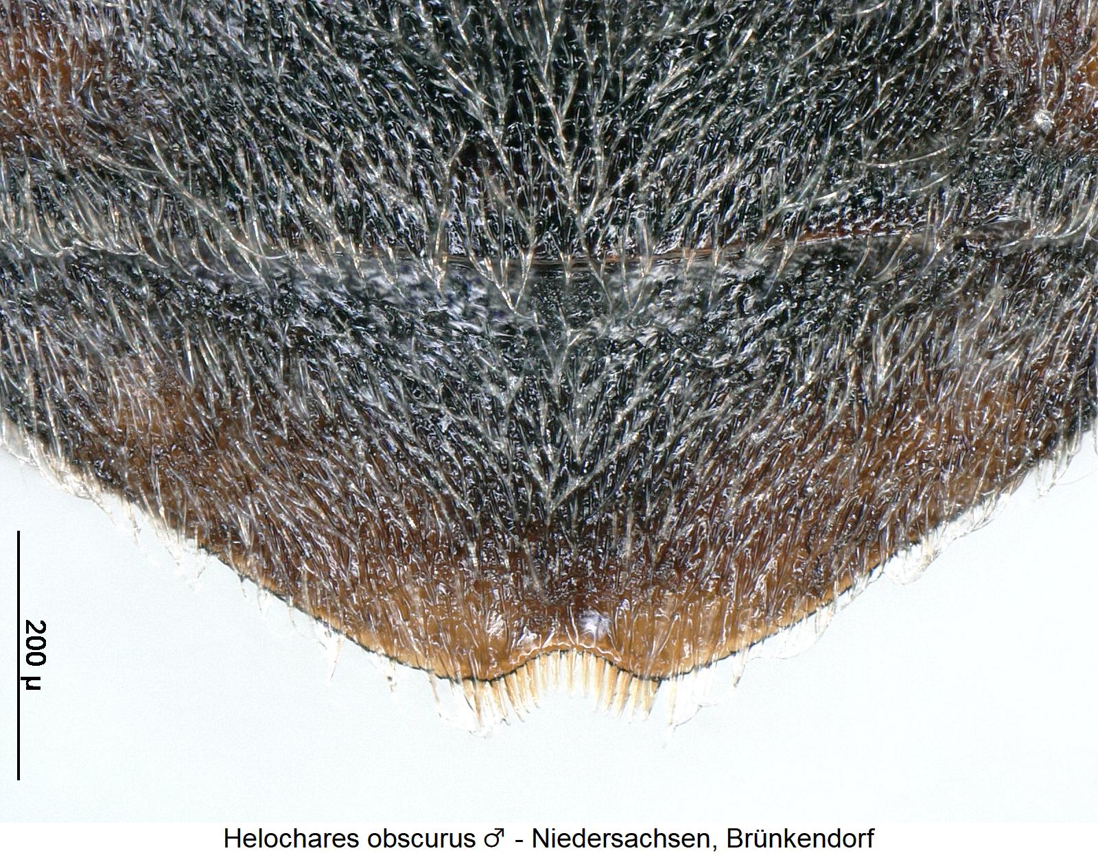 helochares_obscurus_m_ster.jpg