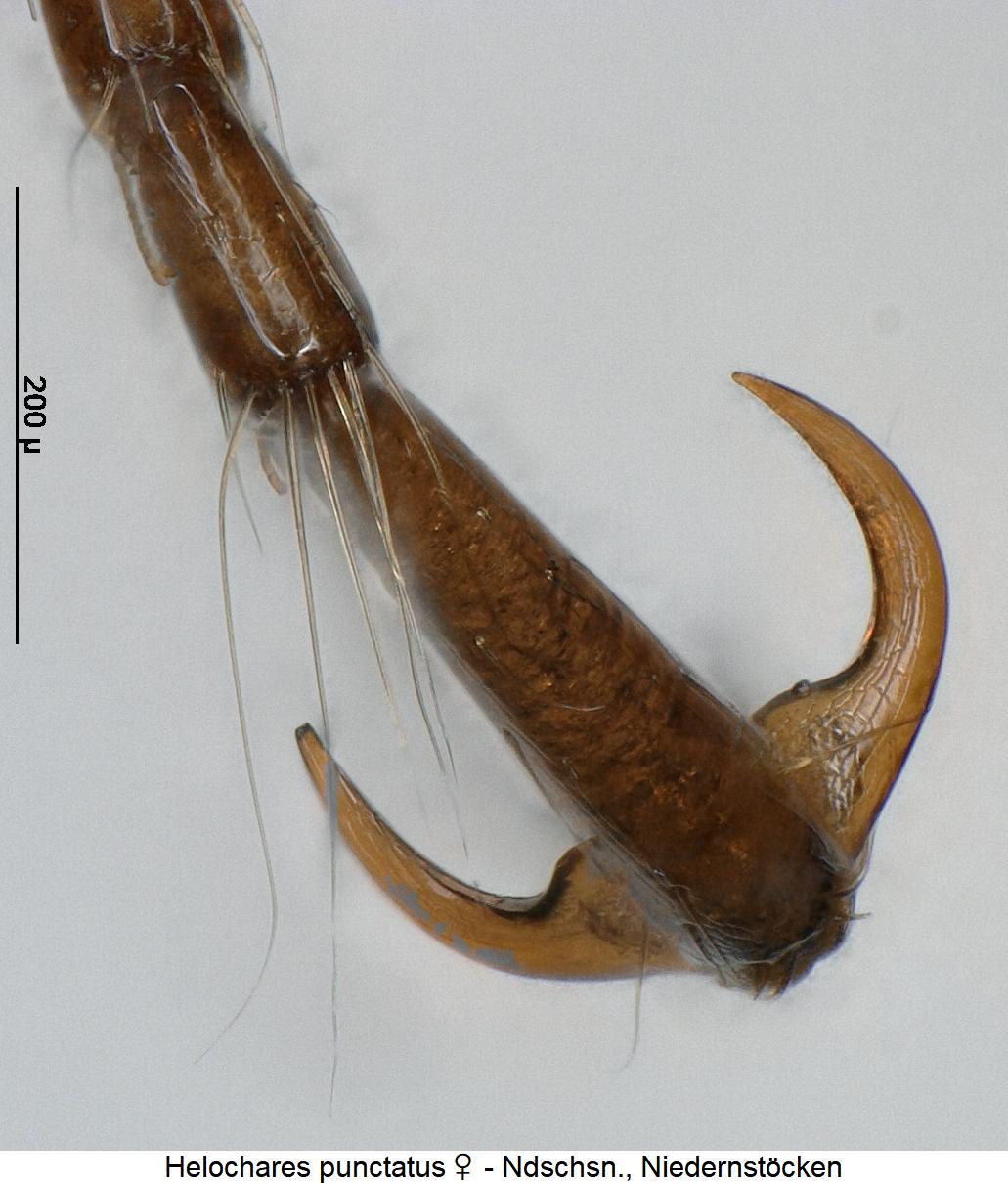 helochares_punctatus_w_htr.jpg