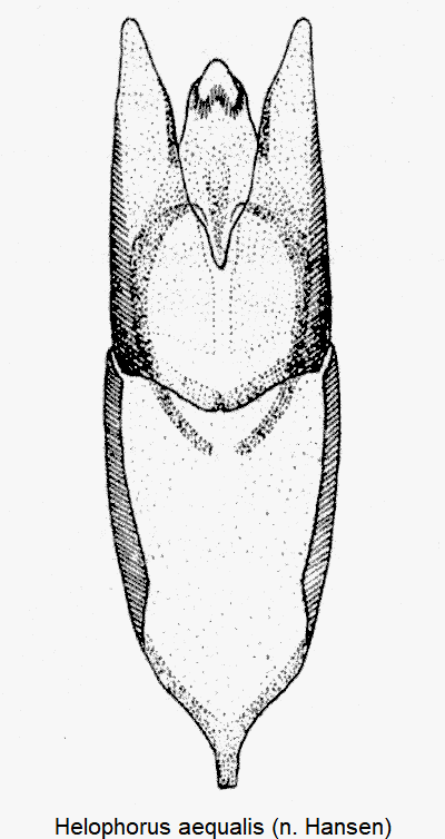 helophorus_aequalis-1.gif