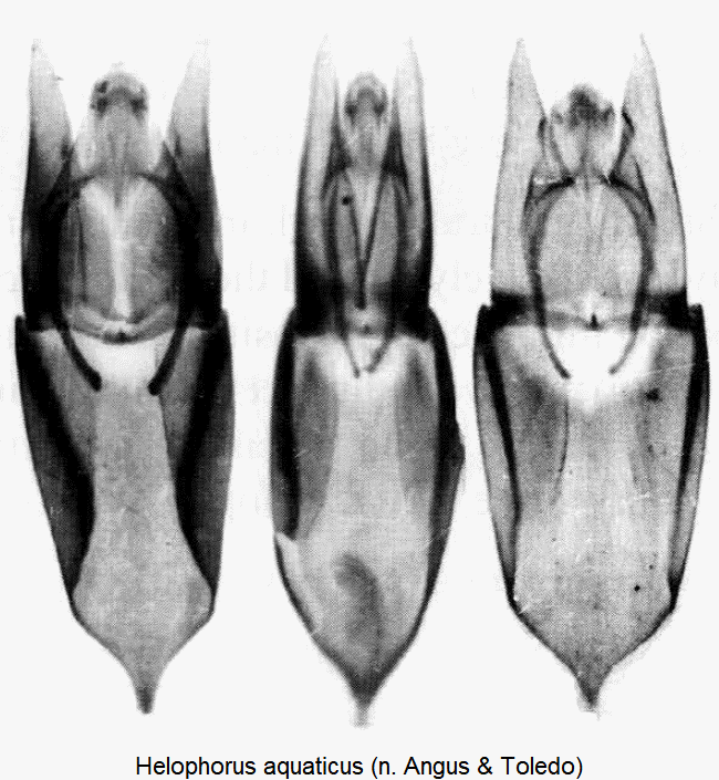 helophorus_aquaticus1.gif